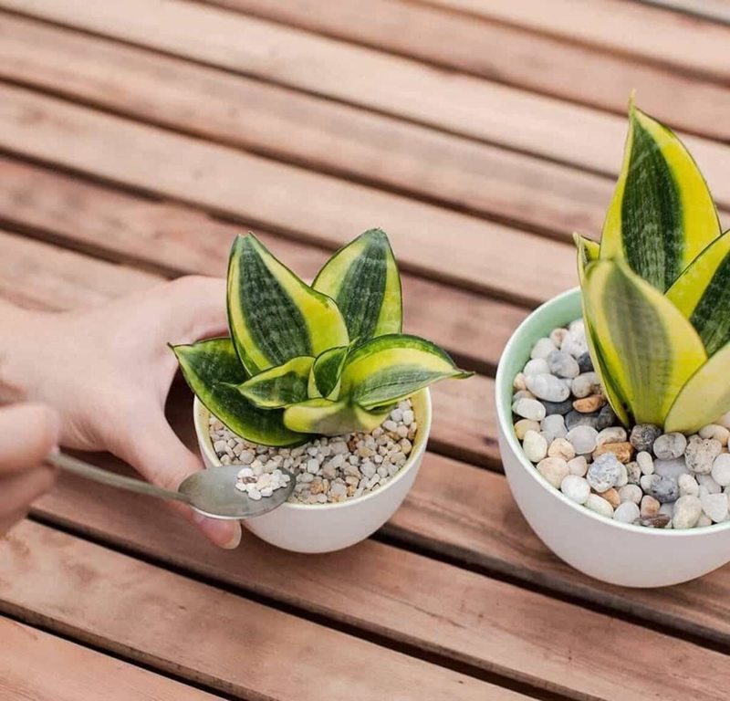 Cây lưỡi hổ không chỉ chịu được điều kiện ánh sáng thấp mà còn giúp thanh lọc không khí, loại bỏ các chất độc hại