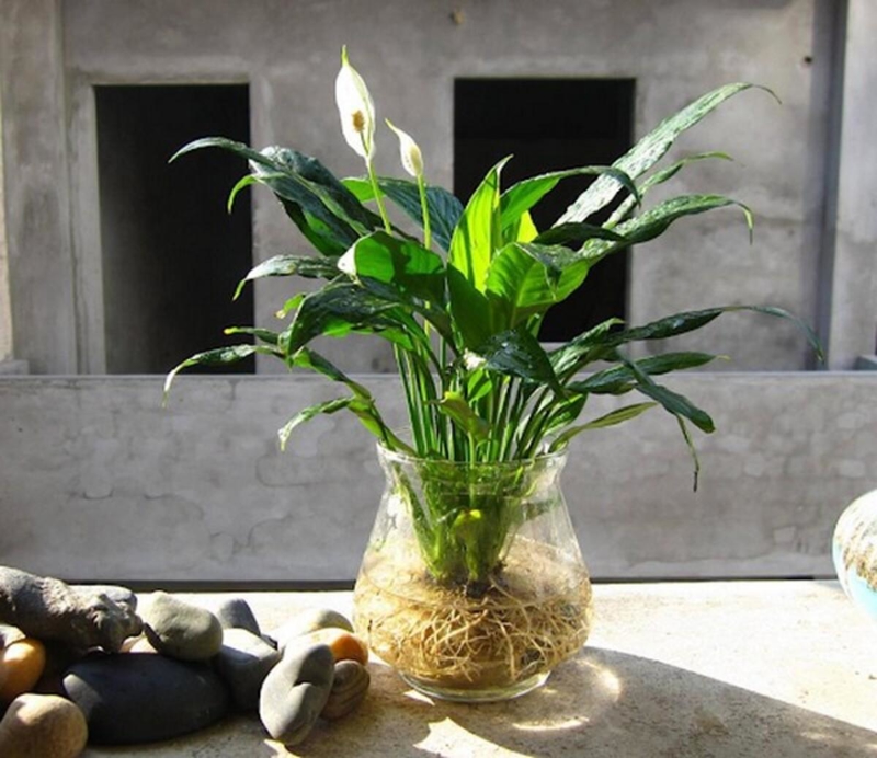 Cây thủy sinh mang lại cảm giác thư giãn, giảm căng thẳng và tạo điểm nhấn tinh tế cho góc làm việc