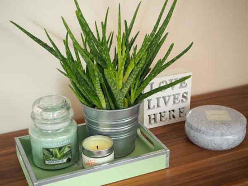 Lá dày, xanh mướt của lô hội khiến bàn làm việc trở nên sống động