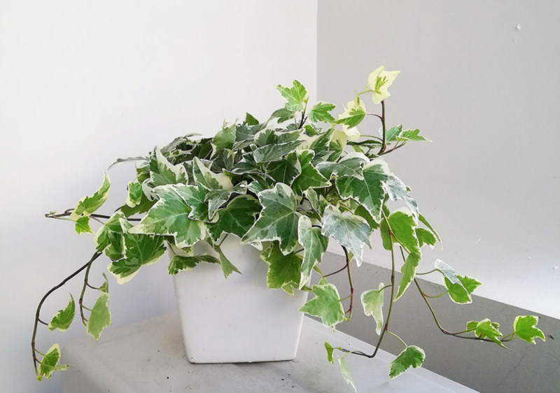 Thường xuân giúp thanh lọc không khí, đem lại không gian dễ chịu cho những giờ làm việc dài