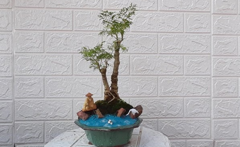 Những chiếc lá xanh nhỏ xinh của đinh lăng tạo nên sự nhẹ nhàng và thanh thản