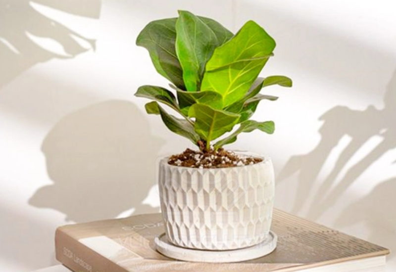 Cây bàng Singapore mini đem lại cảm giác thư giãn ngay lập tức cho góc bàn làm việc