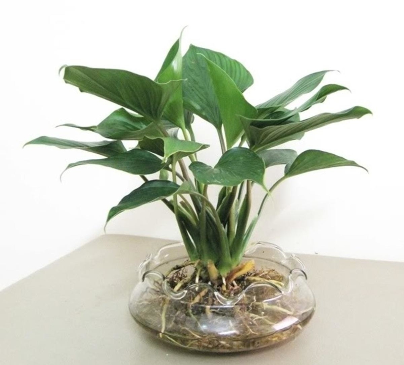 Cây thanh tâm giúp thanh lọc không khí hiệu quả, loại bỏ các chất độc hại trong phòng