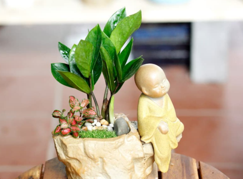 Kim tiền có lá xanh mượt, sáng bóng, mang lại vẻ đẹp tươi mới cho không gian làm việc