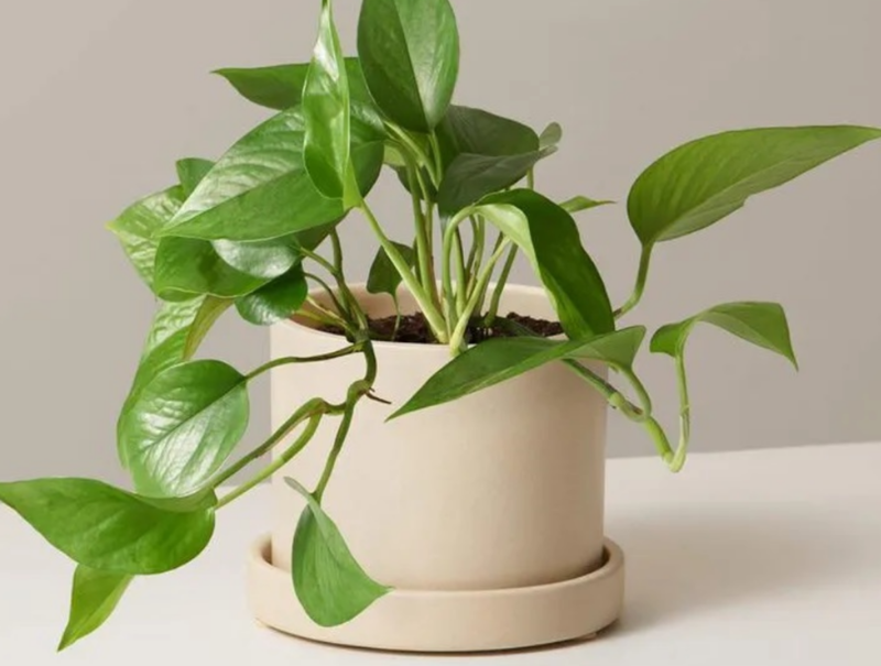 Trầu bà rất dễ chăm sóc, chịu được ánh sáng yếu và có thể treo trên cao, leo giàn hoặc đặt trên bàn​