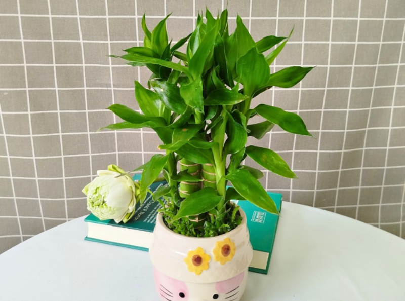 Đặt cây phát tài trên bàn hoặc ở góc văn phòng giúp không gian thêm sinh động, tạo điểm nhấn xanh mát 