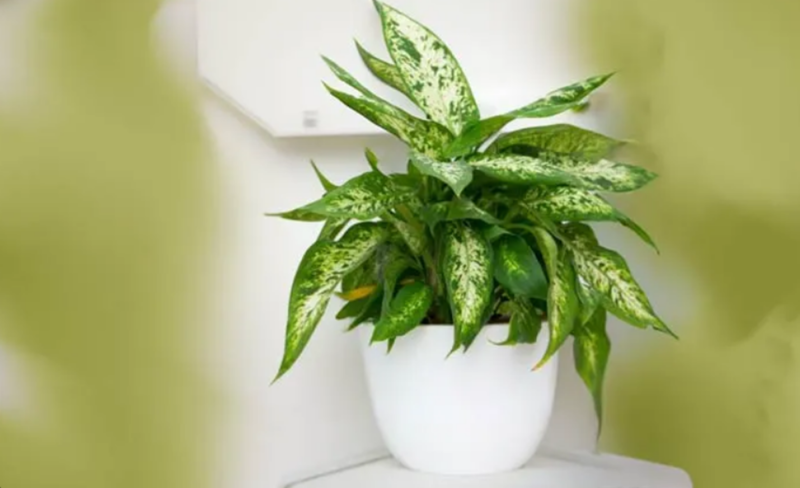 Cây ngọc ngân có khả năng mang lại năng lượng tích cực, giúp bạn cảm thấy thư giãn trong công việc