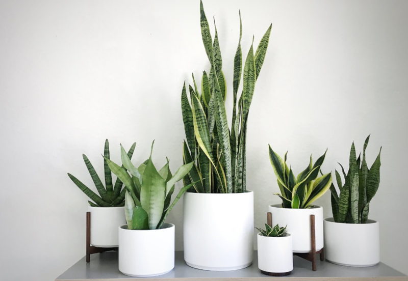 Lưỡi Hổ là cây phong thủy giúp xua đuổi năng lượng tiêu cực và bảo vệ người mệnh Hỏa khỏi áp lực