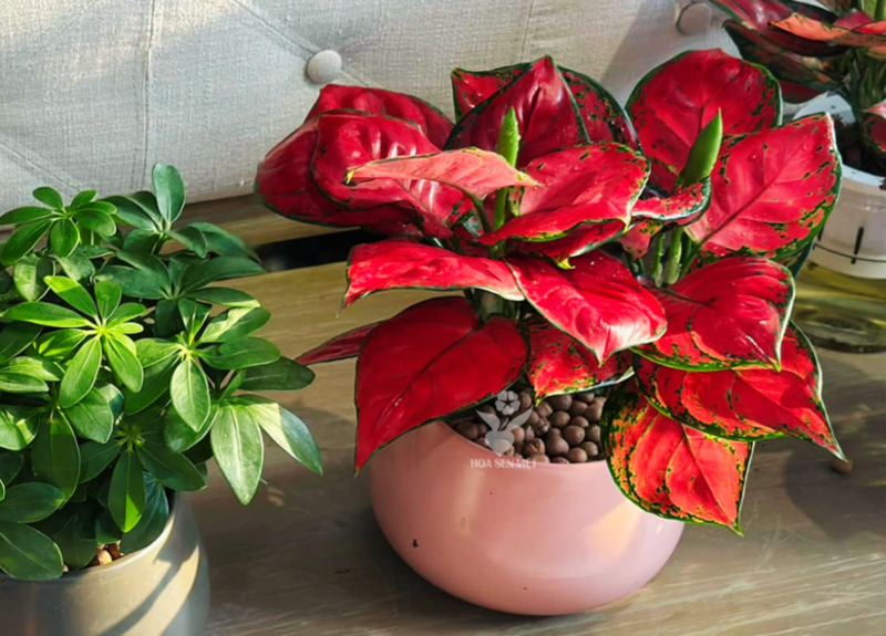 Vạn Lộc với lá đỏ và hồng, là biểu tượng của tài lộc, thịnh vượng và năng lượng dồi dào