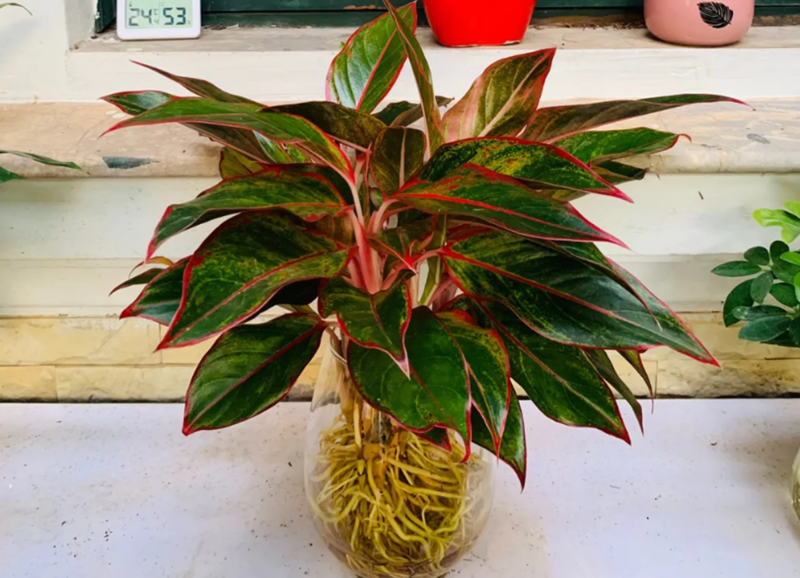 Cây Phú Quý mang màu đỏ và hồng rực rỡ, hợp với mệnh Hỏa và giúp tăng cường may mắn, tài lộc