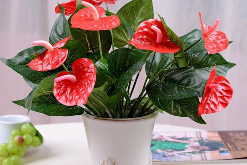 Hồng Môn nổi bật với hoa đỏ rực, là lựa chọn lý tưởng cho người mệnh Hỏa nhờ khả năng tăng nhiệt huyết