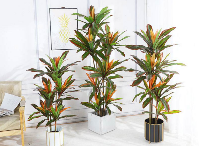 Thiết Mộc Lan đỏ tượng trưng cho sức mạnh, quyền lực và năng lượng dồi dào, phù hợp với người mệnh Hỏa