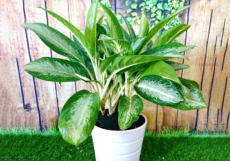 Đặt Huy Hoàng trong phòng làm việc sẽ giúp không gian trở nên sống động, tươi sáng