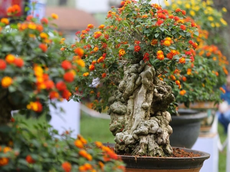 Ngũ Sắc là cây nhỏ xinh, lá có nhiều màu đỏ, cam, hồng, hợp với mệnh Hỏa và giúp kích hoạt vận khí tích cực