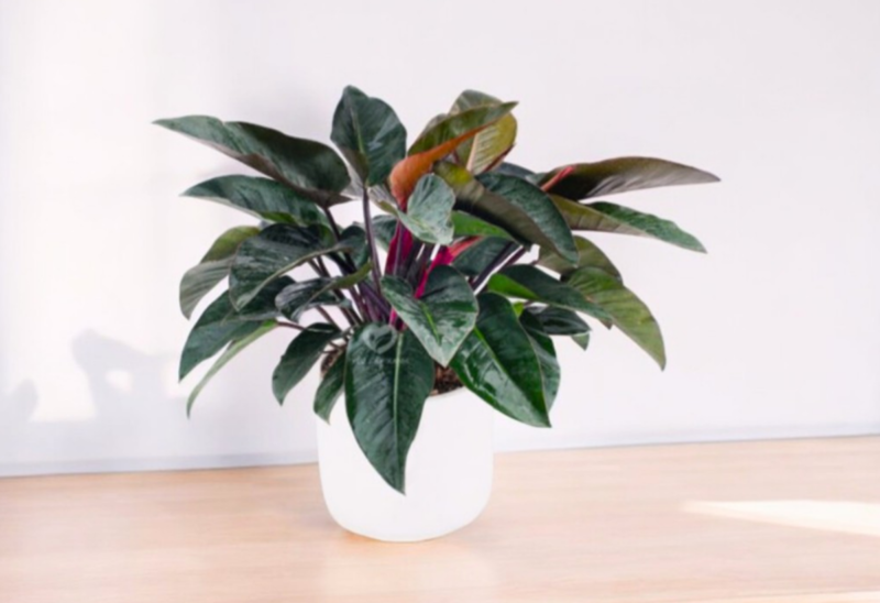 Với sắc lá đỏ nổi bật, Trầu Bà Đế Vương Đỏ đại diện cho quyền lực, sự quyết đoán