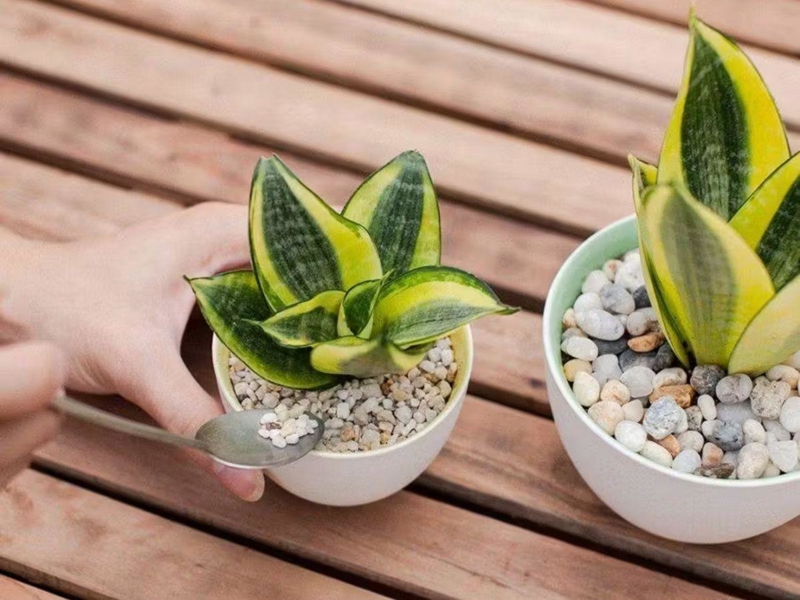 Mệnh Thổ hợp các màu: vàng, nâu, đỏ nhạt, cam, vàng đất.