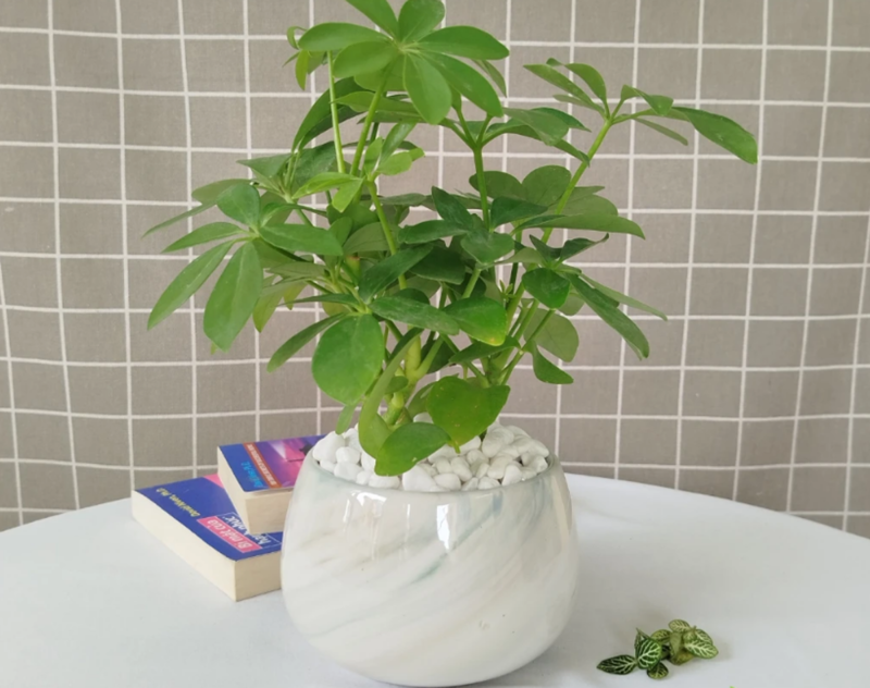 Cây Ngũ Gia Bì có lá nhỏ mọc thành chùm, tạo vẻ đẹp nhẹ nhàng cho bàn làm việc và giúp tăng năng lượng tích cực