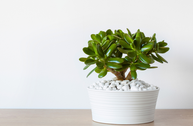 Sen Đá Thạch Bích tượng trưng cho sự kiên nhẫn, ổn định và tăng sự tập trung