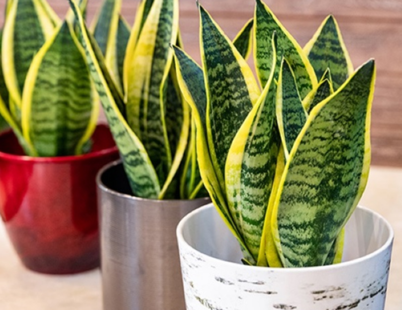 Cây Lưỡi Hổ là cây để phòng làm việc hợp mệnh Thổ giúp cân bằng vận khí và loại bỏ năng lượng xấu