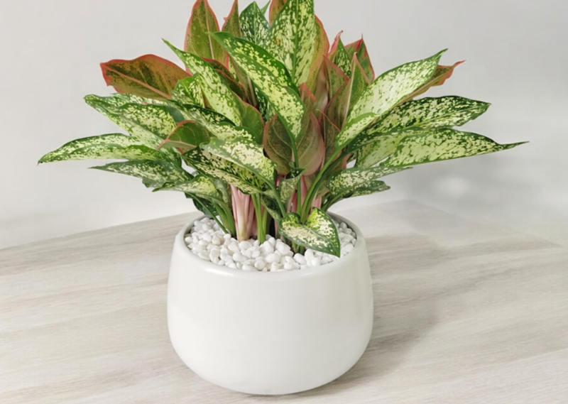 Cây Phú Quý có lá xanh pha đỏ, đỏ tím giúp trang trí không gian sang trọng