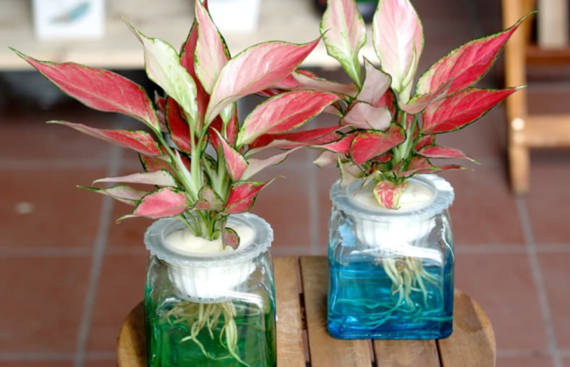 Cây Vạn Lộc giúp cân bằng vận khí và thu hút tài lộc, nên đặt nơi sáng vừa và tưới nước vừa phải