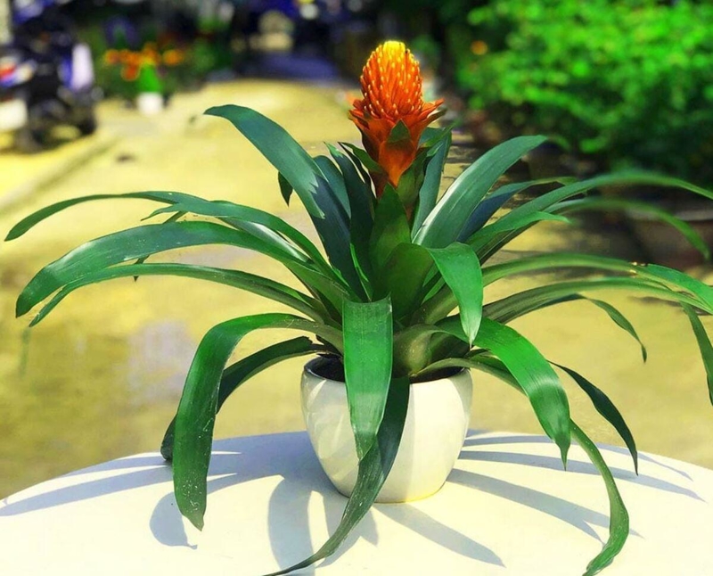 Cây Phong Lộc Hoa có hoa đỏ, lá xanh mướt, là lựa chọn hoàn hảo cho cây để phòng làm việc hợp mệnh Thổ