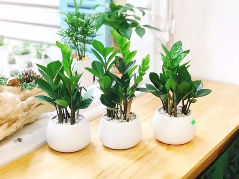 Lá xanh dày dặn, thân mọng nước, Kim Tiền là cây để phòng làm việc hợp mệnh Thổ giúp thu hút tiền bạc 