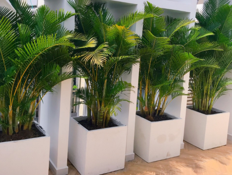 Cây Họ Cau Vàng là cây để phòng làm việc hợp mệnh Thổ giúp cân bằng vận khí và tăng năng lượng tích cực