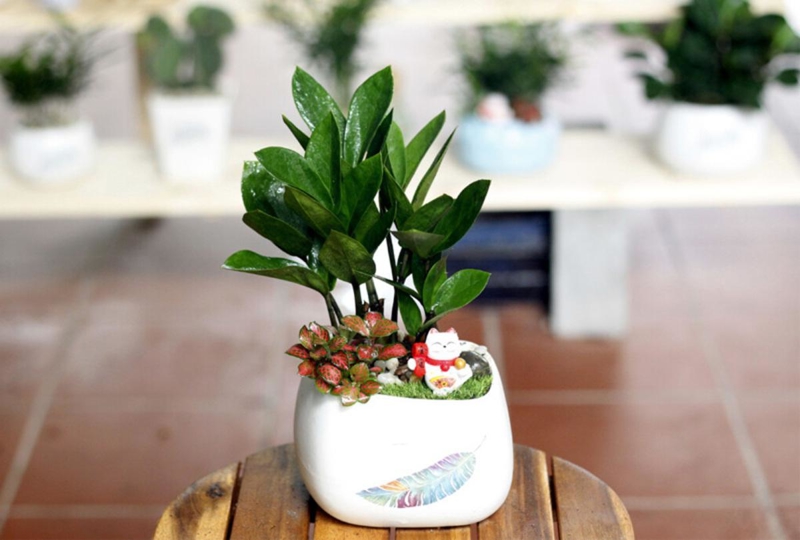 Cây Kim Tiền mang ý nghĩa “tiền vô như nước”, đặc biệt phù hợp với người mệnh Thủy