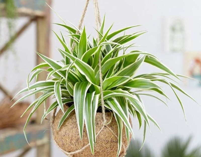 Cây Cỏ Lan Chi nhỏ gọn, dễ sống và mang năng lượng tích cực, giúp hấp thụ khí xấu