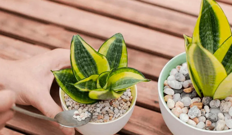 Cây Lưỡi Hổ mang ý nghĩa bảo vệ và xua đuổi tà khí, thích hợp đặt ở góc phòng để cân bằng năng lượng