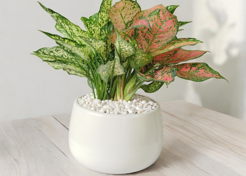 Cây Ngọc Ngân có tán lá mềm mại, xanh trắng hài hòa - rất hợp với hành Thủy