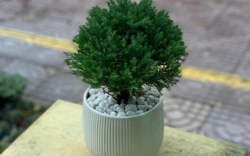 Thủy Tùng mang ý nghĩa bình an, vững chãi và tập trung tinh thần