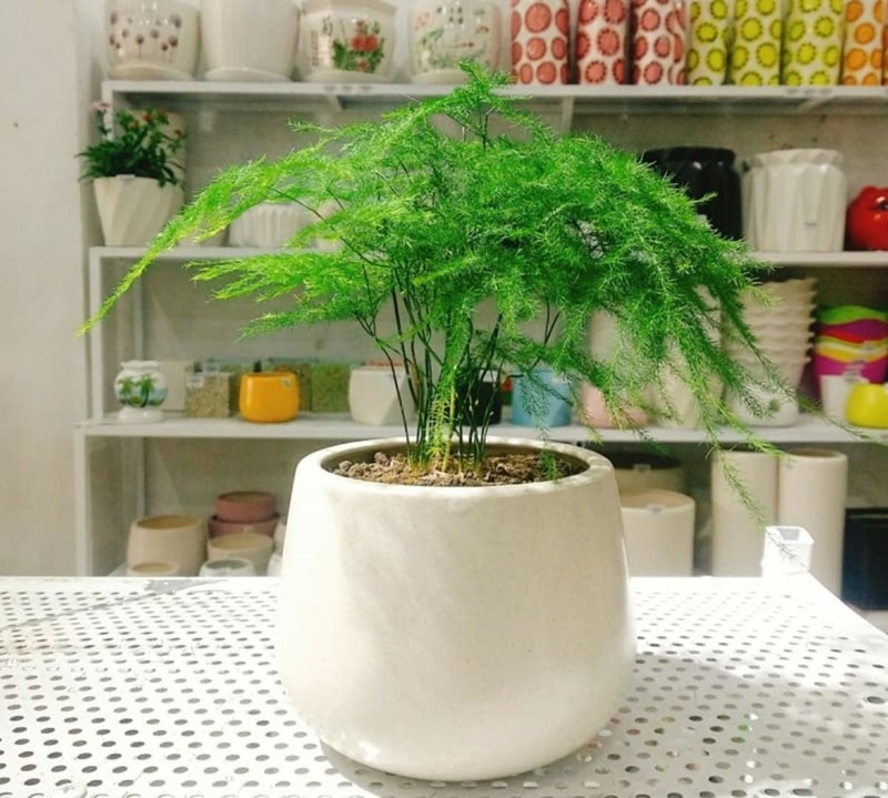 Cây xanh được xem là yếu tố giúp cân bằng ngũ hành, thu hút tài lộc và may mắn cho không gian làm việc